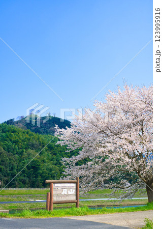 〈島根県〉月山富田城跡と桜と看板 〈島根県〉月山富田城跡と桜と看板 123995916