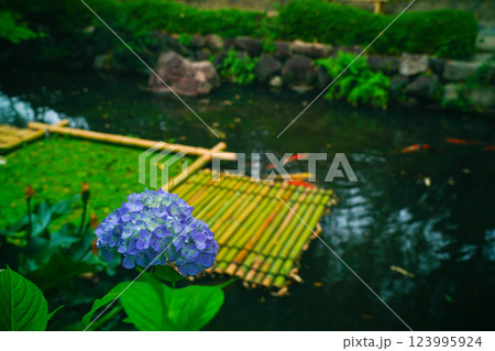 京都府八幡市松花堂公園のしっとりとした紫陽花を撮影 123995924