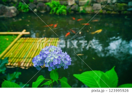 京都府八幡市松花堂公園のしっとりとした紫陽花を撮影 123995926