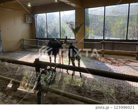 オカピ (オカピのこども) オカピ (オカピのこども) 123996021