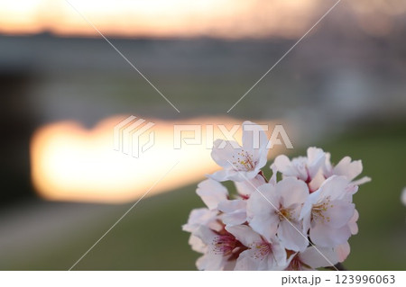 桜・満開 桜の開花 花とつぼみ #Cherry blossoms  桜イメージ　日本の花 #サクラ 123996063