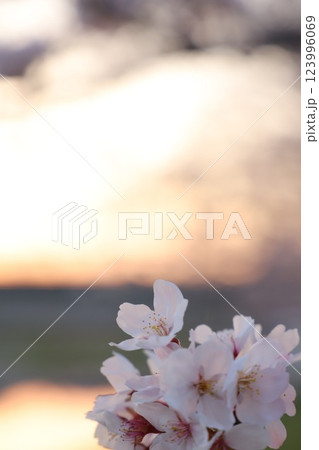 桜・満開 桜の開花 花とつぼみ #Cherry blossoms  桜イメージ　日本の花 #サクラ 123996069