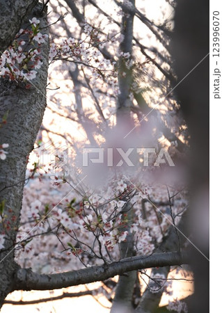 桜・満開 桜の開花 花とつぼみ #Cherry blossoms  桜イメージ　日本の花 #サクラ 123996070