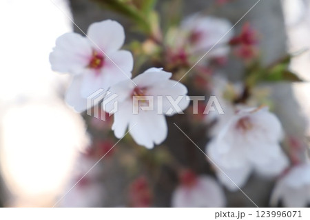 桜・満開 桜の開花 花とつぼみ #Cherry blossoms  桜イメージ　日本の花 #サクラ 123996071