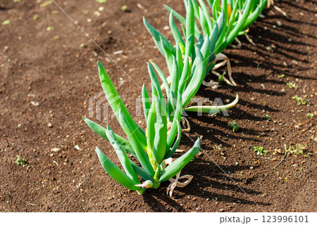 悠々とした間隔で、大切に育てられている下仁田ネギ 悠々とした間隔で、大切に育てられている下仁田ネギ 123996101