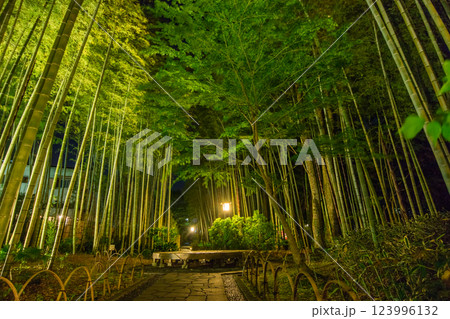 竹林の小径夜景(伊豆市修善寺-静岡県) 123996132