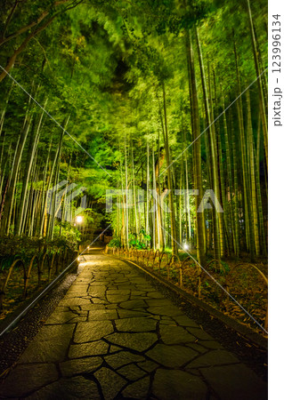 竹林の小径夜景(伊豆市修善寺-静岡県) 123996134