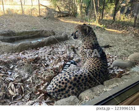 チーター 123996151