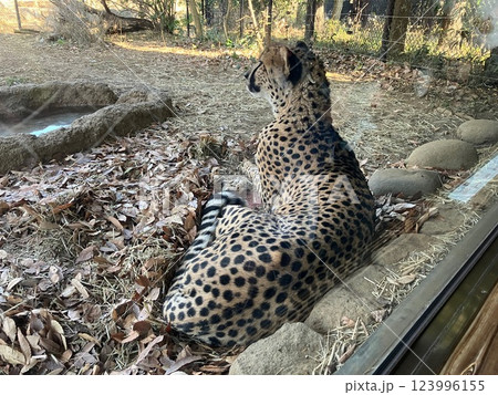 チーター チーター 123996155