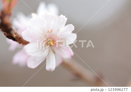 秋の桜 123996277