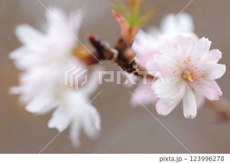 秋の桜 123996278