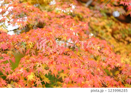 真っ赤な紅葉 123996285