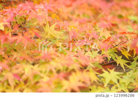 真っ赤な紅葉 真っ赤な紅葉 123996286