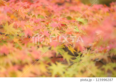 真っ赤な紅葉 真っ赤な紅葉 123996287