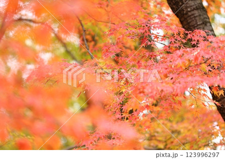 紅葉したモミジ 123996297
