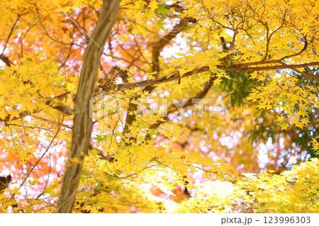 鮮やかな紅葉 123996303