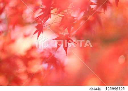 真っ赤な紅葉 真っ赤な紅葉 123996305