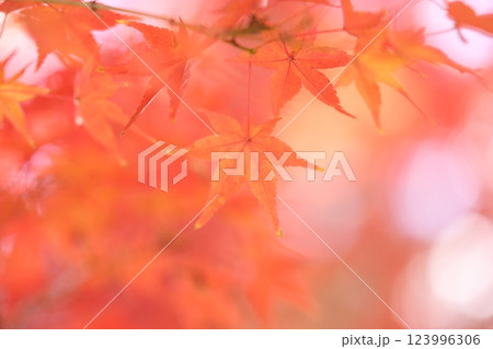 鮮やかな紅葉 123996306