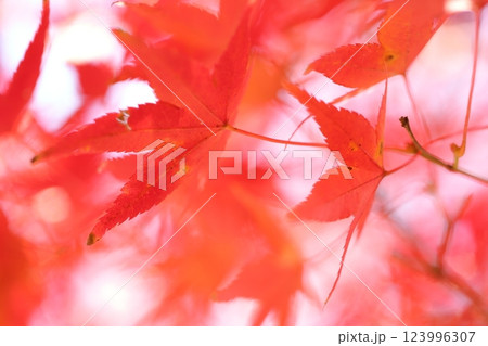真っ赤な紅葉 真っ赤な紅葉 123996307