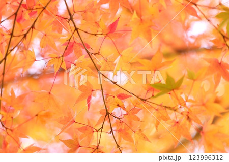 紅葉したモミジ 紅葉したモミジ 123996312