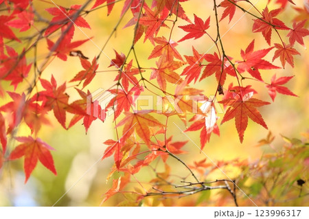 鮮やかな紅葉 123996317