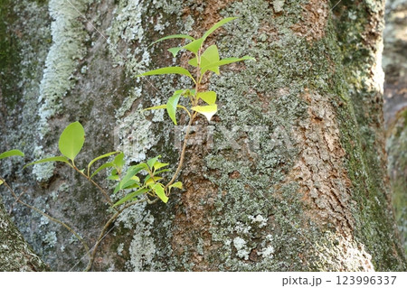 木に生える新芽 123996337