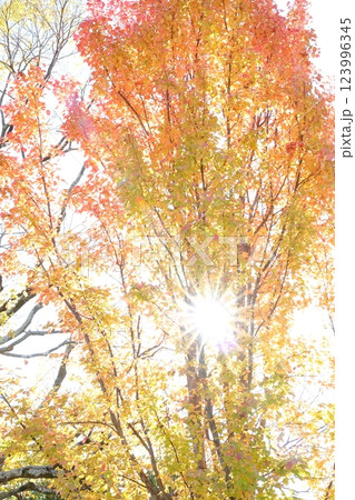 紅葉したモミジと太陽 紅葉したモミジと太陽 123996345