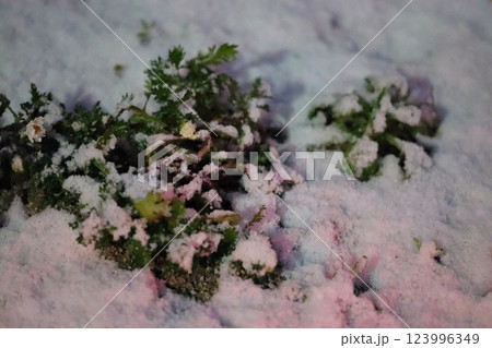 雪と草と赤い光 雪と草と赤い光 123996349