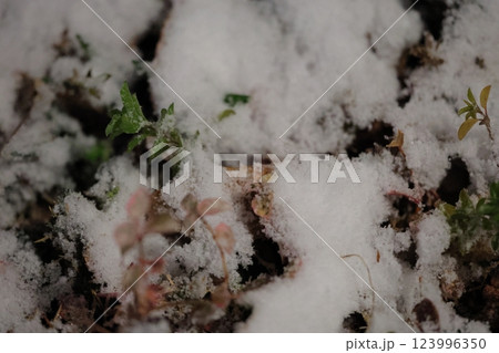 雪が積もった草 雪が積もった草 123996350