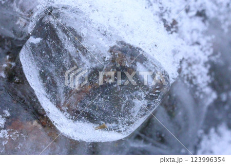 凍った木 凍った木 123996354