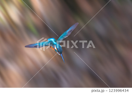 Kingfisher catching a fish, Kingfisher on a branch, Close up of a kingfisher. Kingfisher catching a fish, Kingfisher on a branch, Close up of a kingfisher. 123996434