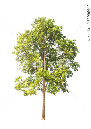 Isolated trees on white background. high qaulity tree on white background, full frame camera shoot for high resolution picture for both printing and web pages. 123996443