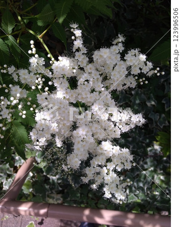 ニワナナカマド 123996506