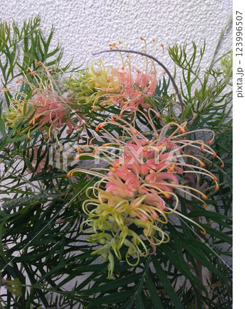 グレビレア ピーチアンドクリーム グレビレア ピーチアンドクリーム 123996507