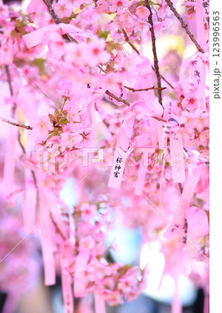 桜神宮 桜神宮 123996563