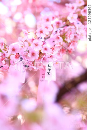 桜神宮 桜神宮 123996566