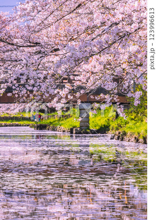 新河岸川の満開の桜並木　埼玉県 123996613