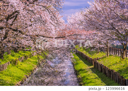 新河岸川の満開の桜並木 埼玉県 新河岸川の満開の桜並木 埼玉県 123996616