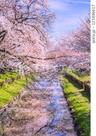 新河岸川の満開の桜並木　埼玉県 123996617
