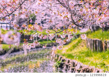 新河岸川の満開の桜並木　埼玉県 123996619