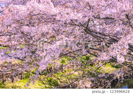 新河岸川の満開の桜並木　埼玉県 123996628