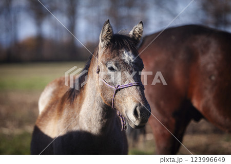 馬の子ども 馬の子ども 123996649