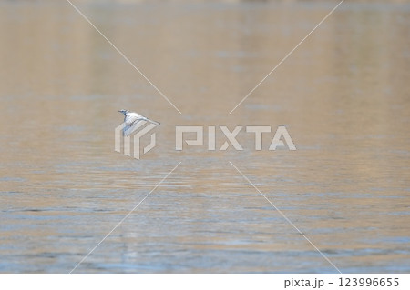 川面を飛ぶハクセキレイ 123996655