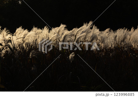 晩秋に西日を浴びて金色に輝くすすきを撮影 123996885
