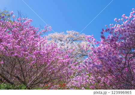 物見山公園:青空に映える満開の桜と三葉躑躅/埼玉県東松山市 物見山公園:青空に映える満開の桜と三葉躑躅/埼玉県東松山市 123996965