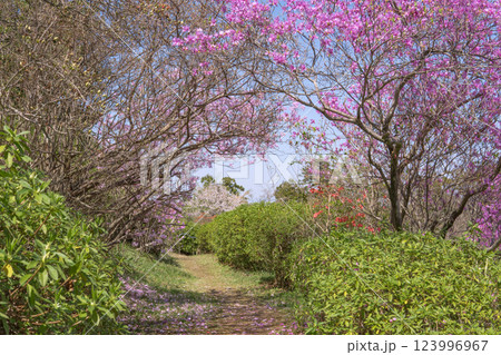 物見山公園：ピンクの花のトンネル／埼玉県東松山市 123996967