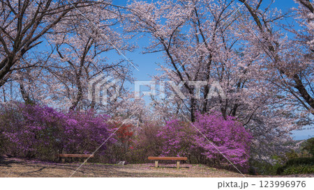 物見山公園：満開の桜と躑躅とベンチ／埼玉県東松山市 123996976