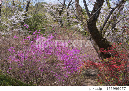 物見山公園:つつじと桜が咲く山/埼玉県東松山市 物見山公園:つつじと桜が咲く山/埼玉県東松山市 123996977