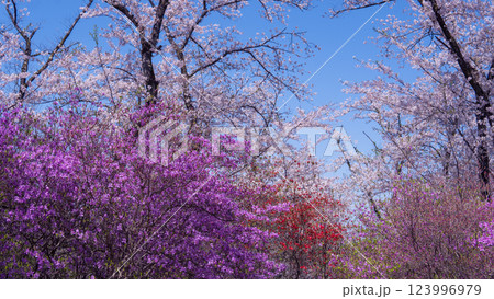 物見山公園:青空に映える満開の桜と躑躅/埼玉県東松山市 物見山公園:青空に映える満開の桜と躑躅/埼玉県東松山市 123996979