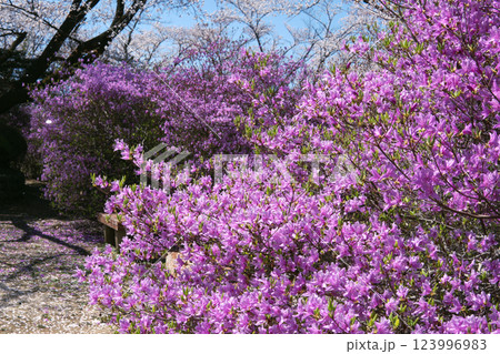 物見山公園:満開に咲くミツバツツジ/埼玉県東松山市 物見山公園:満開に咲くミツバツツジ/埼玉県東松山市 123996983
